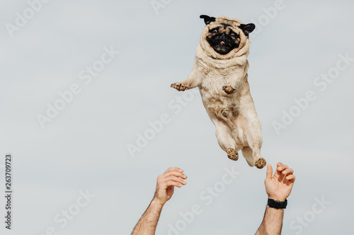 Schilderij op canvas Pug dog being thrown in the air