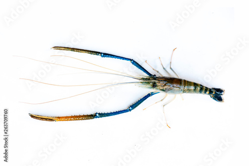 A big fresh river prawn are ready for cooking,to tom Yum Goong,on the White Blackground.
