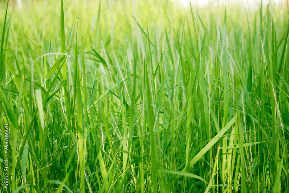 Green grass in eye level view for background or graphic design. Green grass in eye level view for background or graphic design.