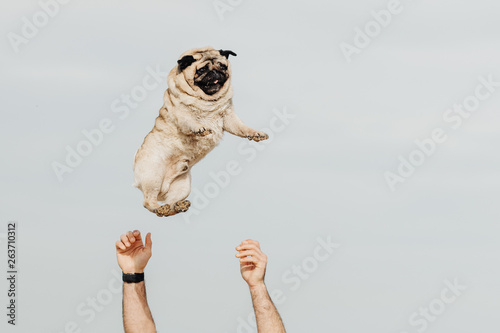 Slika na platnu Pug dog being thrown in the air