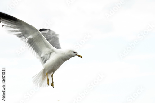 Flying seagull in the white background