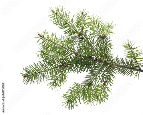 Pine branch isolated on white background © dule964