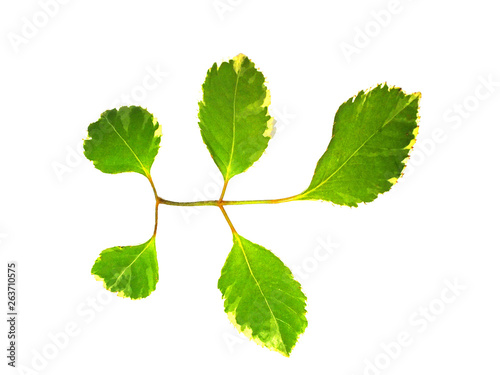 Various leaves and branches separated from a white background