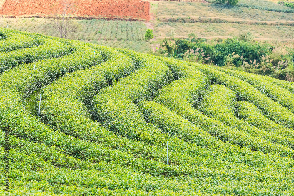 Landscape View at Tea Plantation in the morning on a Cloudy day.Thailand.