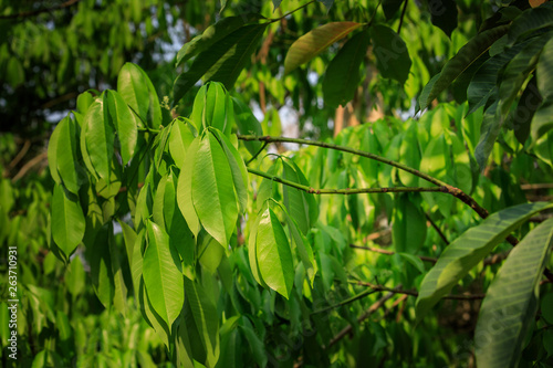 Gr  ne Bl  tter vom Kautschuk Baum auf einer Plantage  Hevea brasiliensis