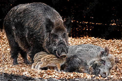 Wild boar`s family on the splitters in the enclosure. Latin name - Sus scrofa