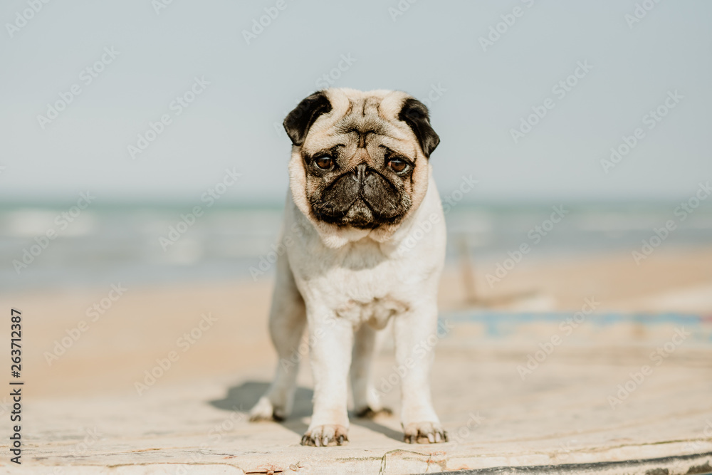 Pug dog at the beach by the sea