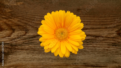 Gerbera gialla su uno sfondo di legno