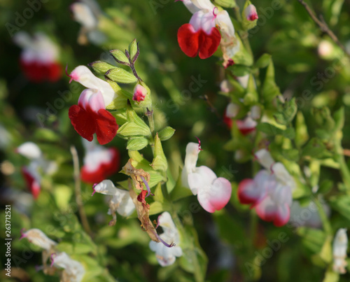 En ce printemps, voila la sauge qui fleurit photo