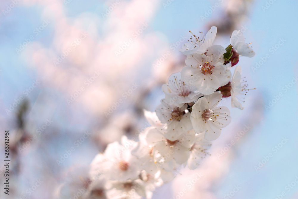 Obraz premium apricot in bloom