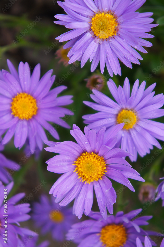 Brachyscome multifida cut-leaved daisy purple flowers close up