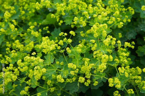 Wallpaper Mural Alchemilla mollis garden lady's-mantle plant with yellow flowers
