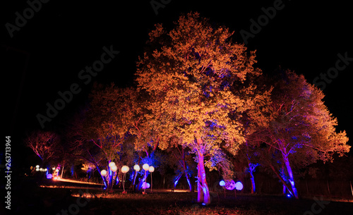 Trees with light