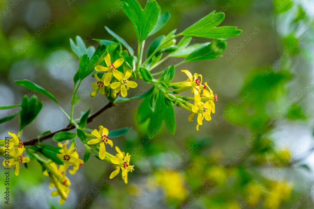 Soft selective focus of yellow Ribes aureum flower blooming. Flowers golden currant, clove currant, pruterberry and buffalo currant on garden green background.