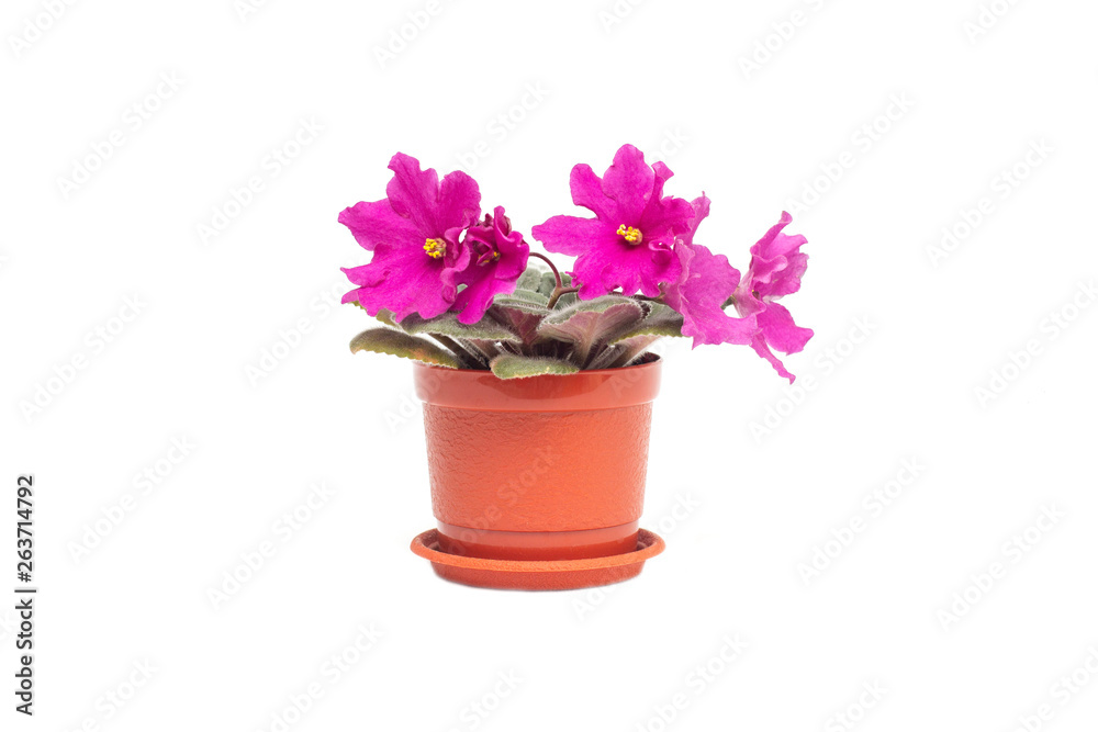 Home flower in a pot young blooming pink violet on a white background, isolate