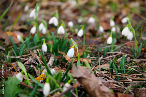 glade of snowdrops 