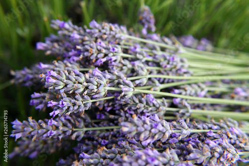 bouquet of lavender macro