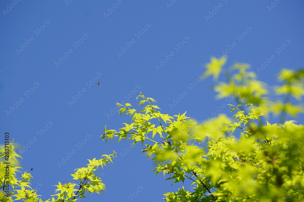 青もみじと青空 青もみじと青空