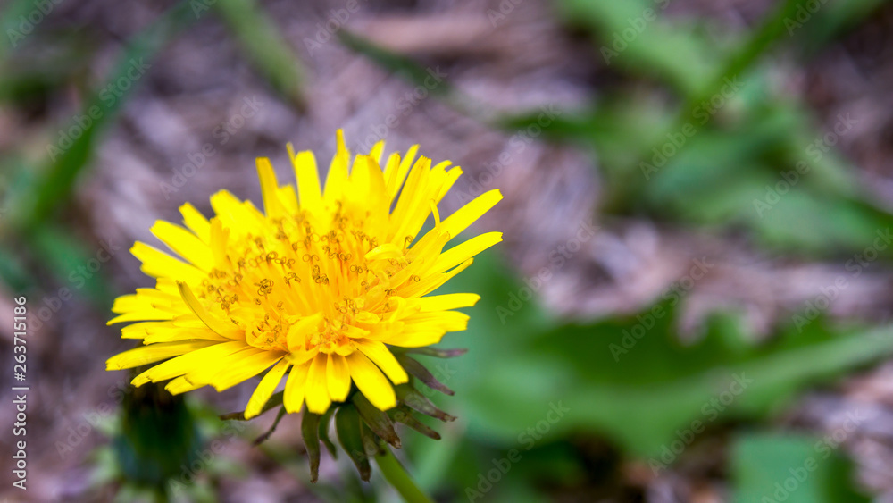 Macro photography of a dandelion flower and some leaves in the background. Captured at a garden in the city of Bogota, Colombia. Macro photography of a dandelion flower and some leaves in the background. Captured at a garden in the city of Bogota, Colombia.