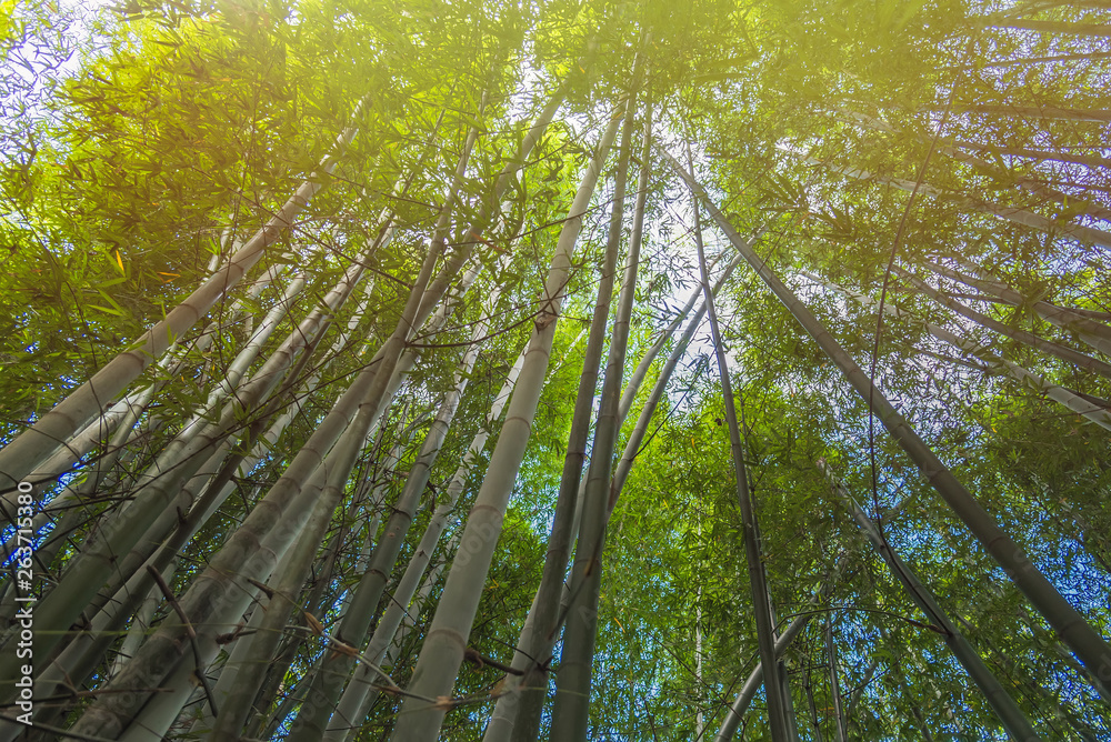 Naklejka premium Bamboo Forest with sunlight in Chiang Rai, Thailand.