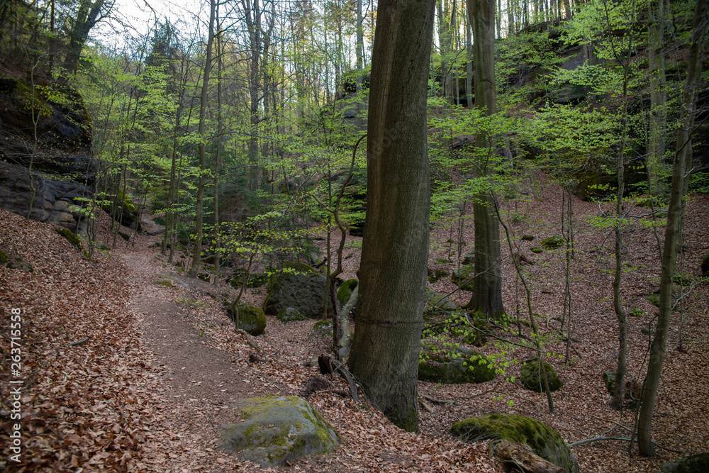 Fototapeta premium Wanderweg Sächsische Schweiz Wald