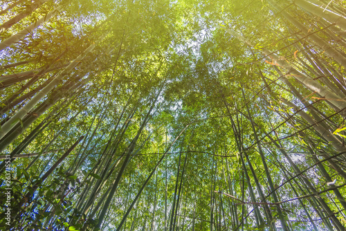 Bamboo Forest with sunlight in Chiang Rai, Thailand.