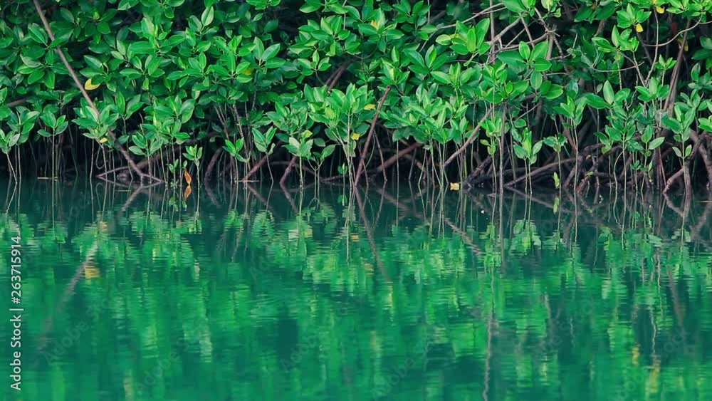 Ripples on the green surface of the water and the roots of mangroves Ripples on the green surface of the water and the roots of mangroves