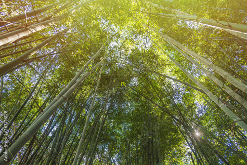 Bamboo Forest with sunlight in Chiang Rai  Thailand.