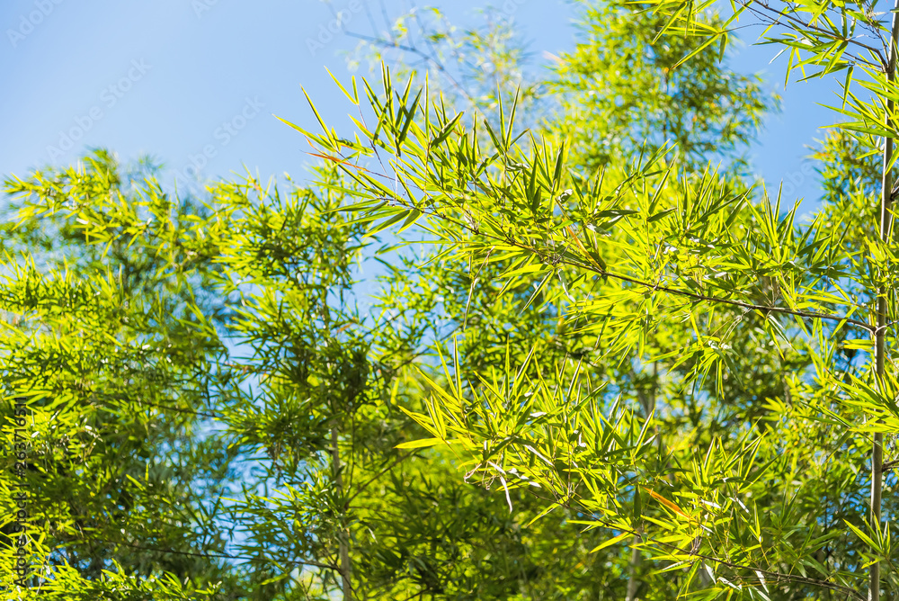 Bamboo Forest with sunlight in Chiang Rai, Thailand. Bamboo Forest with sunlight in Chiang Rai, Thailand.