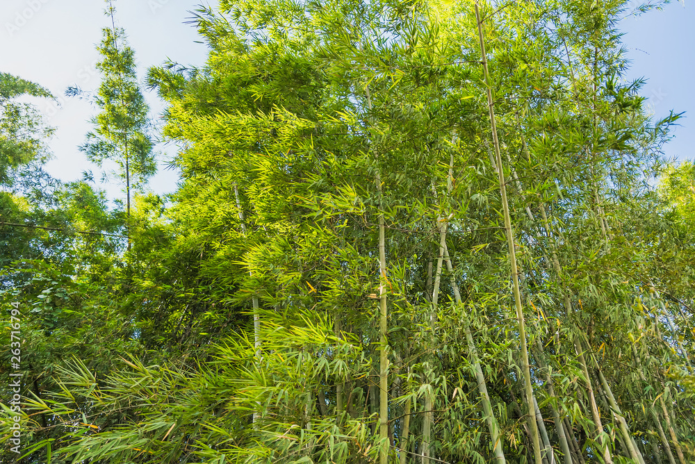Bamboo Forest with sunlight in Chiang Rai, Thailand. Bamboo Forest with sunlight in Chiang Rai, Thailand.
