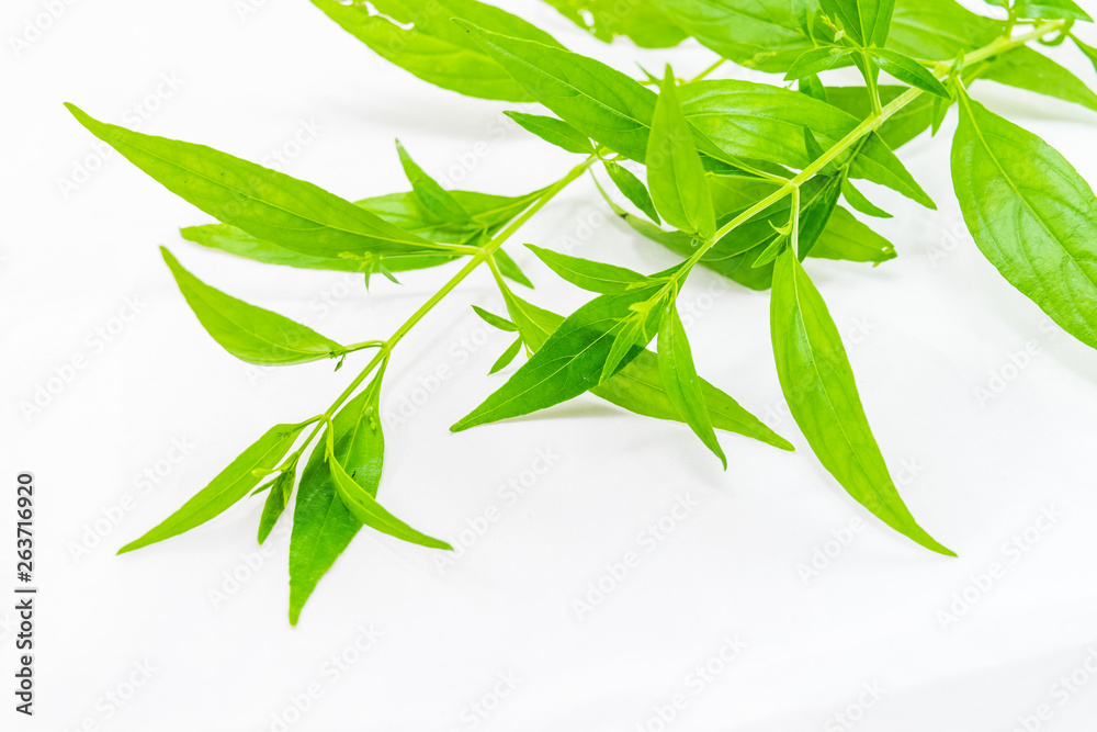 Obraz premium Andrographis paniculata plant