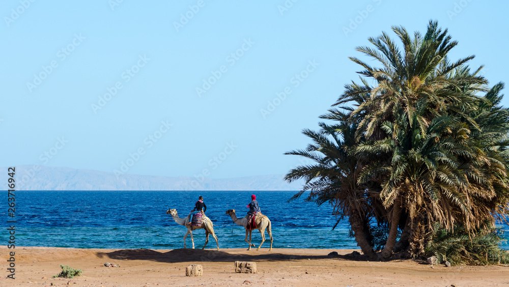 two Egyptian girls riding camels ride along the coast of the Red Sea