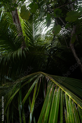 Dense vegetation of palms leaves in the forest of the Curieuse Island National Marine Park