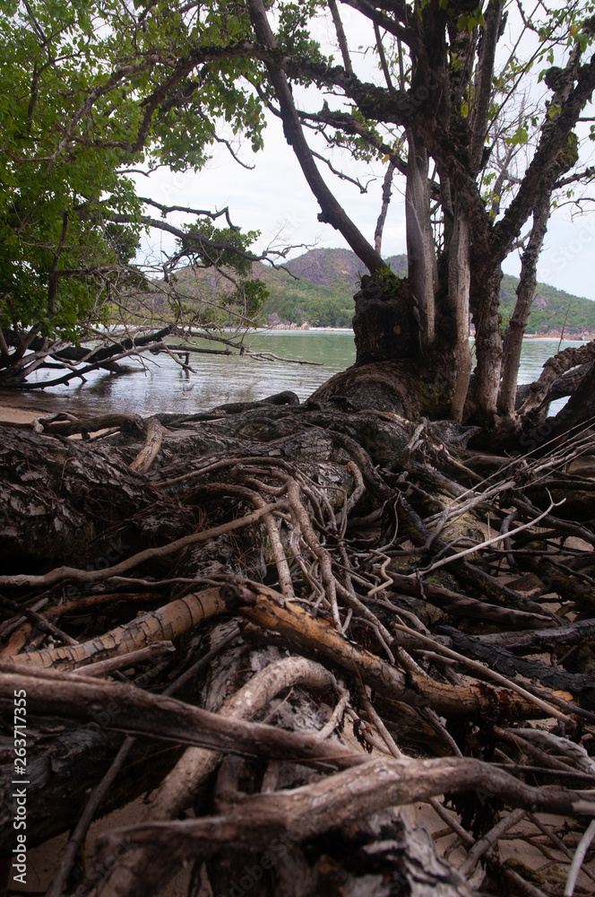 Mangrove forest at low tide. Curieuse Island, Seychelles Mangrove forest at low tide. Curieuse Island, Seychelles