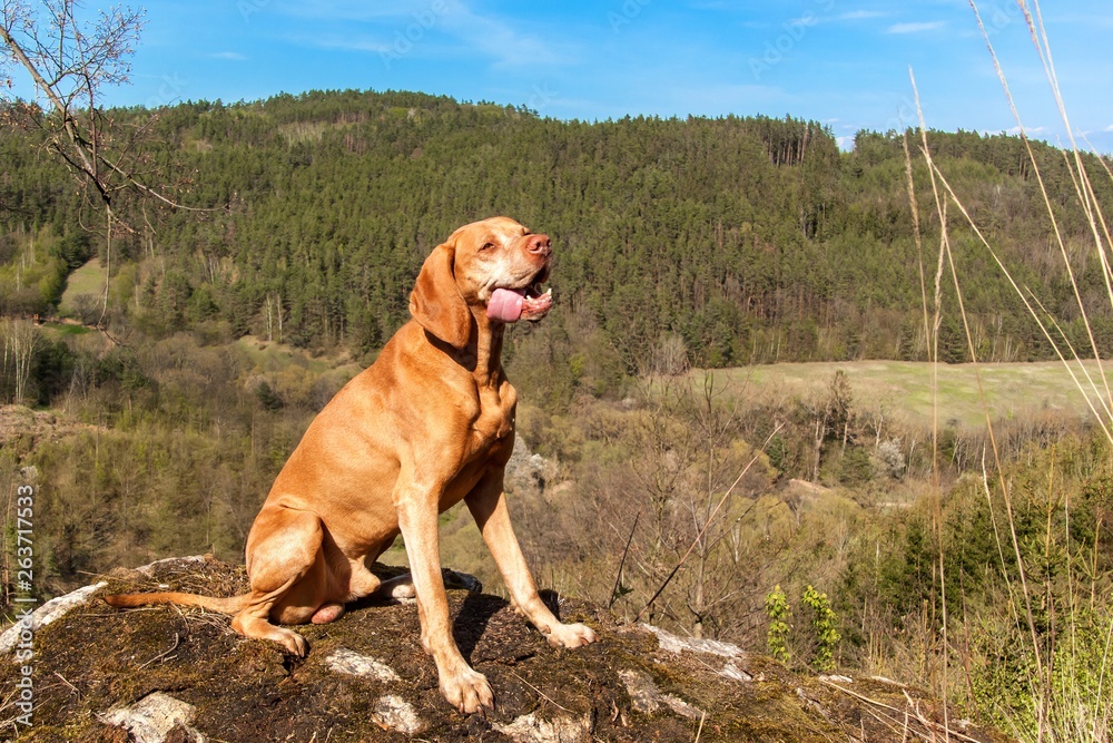 Hungarian hound Vizsla on a rock in the forest. Hunting dog in the forest. Hound on the hunt.