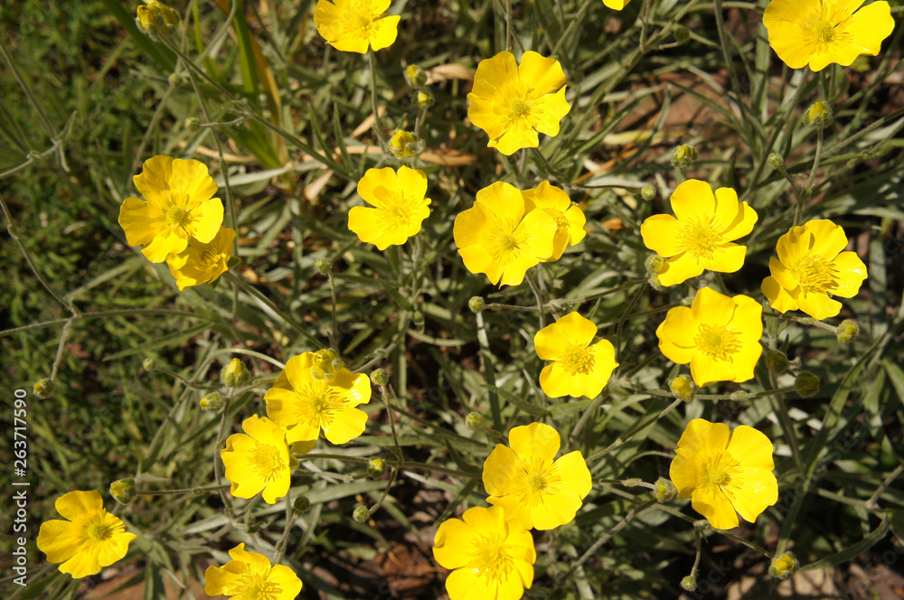 Fototapeta premium Buttercup ranunculus yellow flowers