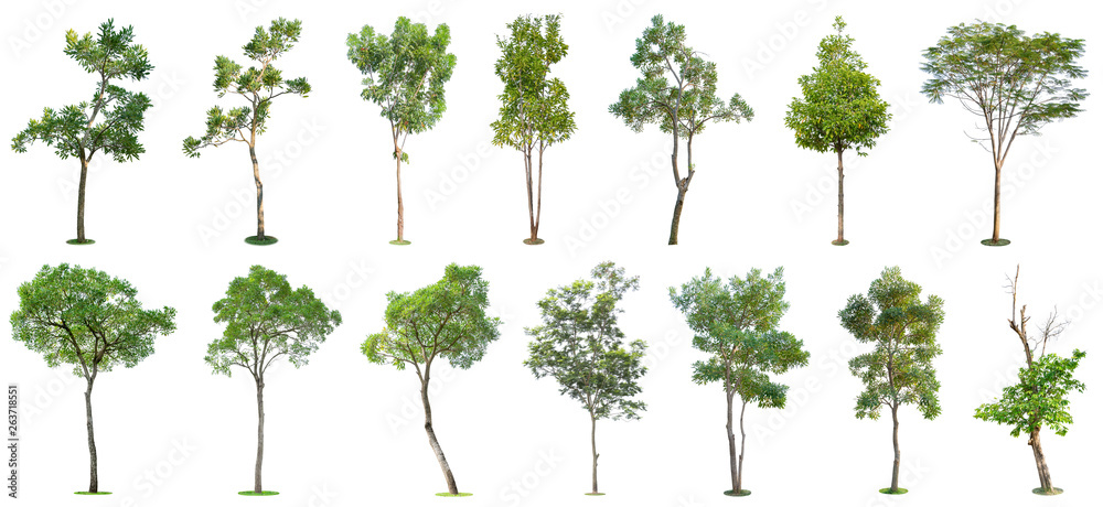 Fototapeta premium The collection of trees isolated on white background. Beautiful and robust trees are growing in the forest, garden or park.