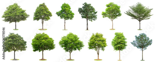 The collection of trees isolated on white background. Beautiful and robust trees are growing in the forest, garden or park.