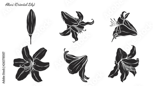 Set of lily vector by hand drawing.Beautiful flower on white background.Oriental Lily vector art highly detailed in line art style.Flower tattoo for paint or pattern.