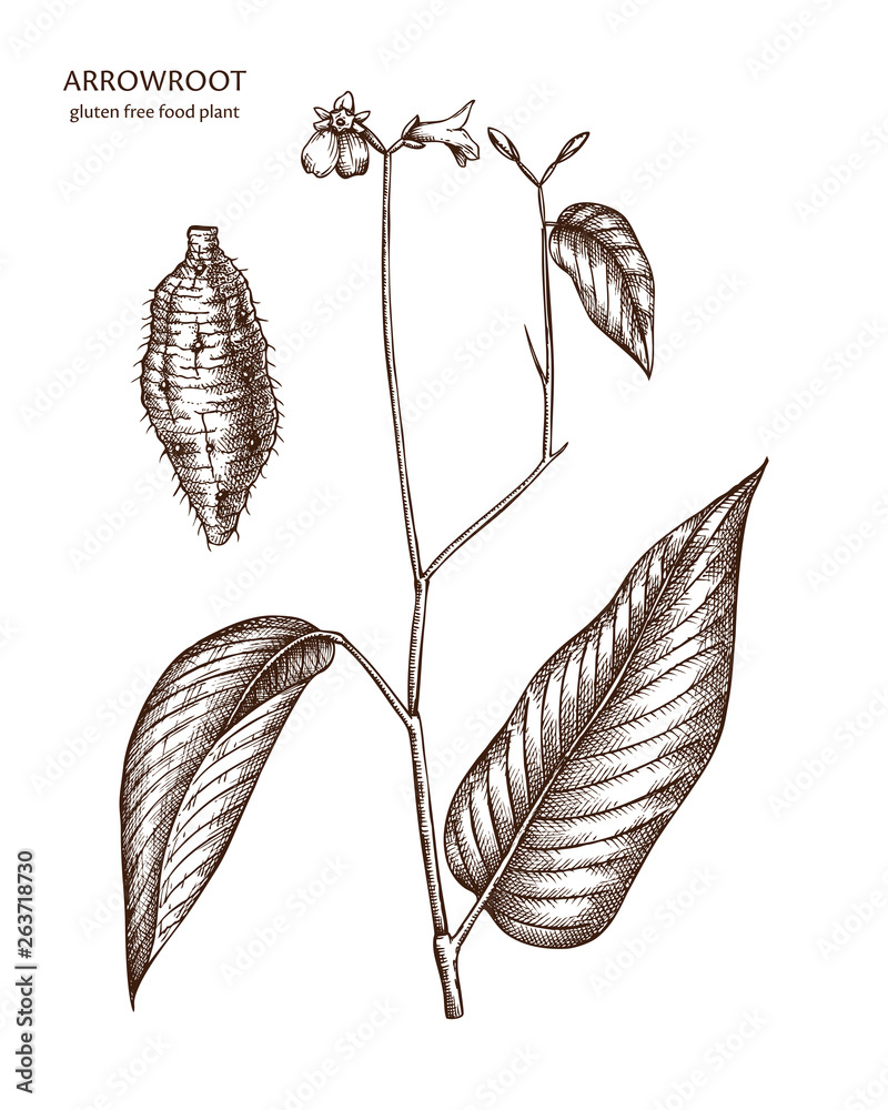 Hand drawn Arrowroot illustration. Gluten free food. Agricultural plant ...
