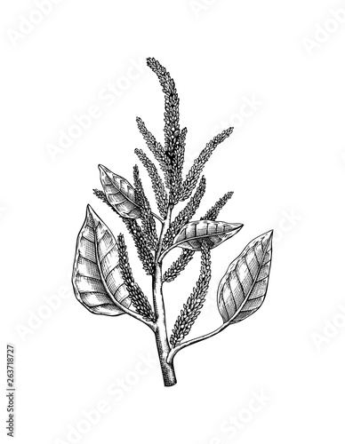 Vector Amaranth illustration. Hand drawn cereal sketch. Botanical drawing of gluten free plant. Vegan food. Lineart.