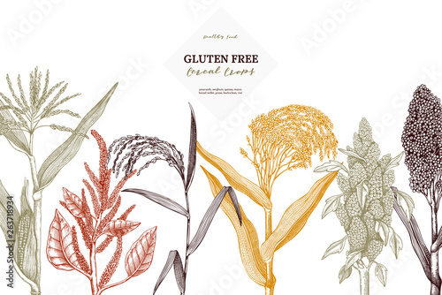 Gluten free plants design template. Hand drawn cereal crops sketches. High detailed vegetarian food illustration. Farm market products on chalkboard. Great for packaging, menu, label.