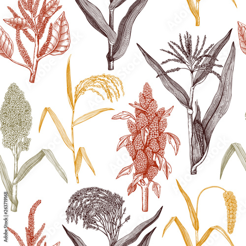 Hand drawn cereal crops background. Gluten free plants seamless pattern. Vector vegetables drawing in engraved style. High detailed vegetarian food objects. Great for packaging, menu, label.