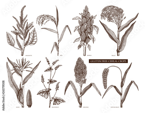 Hand drawn cereal crops set. Gluten free plants collection. Vector vegetables drawing in engraved style. High detailed vegetarian food objects. Great for packaging, menu, label, icon.