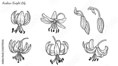 Set of Lily vector by hand drawing.Beautiful flower on white background.Black Beauty art highly detailed in line art style.Martagon Lily tattoo for paint or pattern.