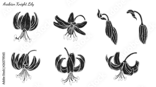 Fototapeta Naklejka Na Ścianę i Meble -  Set of Lily vector by hand drawing.Beautiful flower on white background.Black Beauty art highly detailed in line art style.Martagon Lily tattoo for paint or pattern.