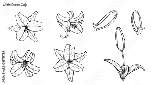 Set of Lily vector by hand drawing.Beautiful flower on white background.Belladonna art highly detailed in line art style.Orienpet Lily tattoo for paint or pattern.