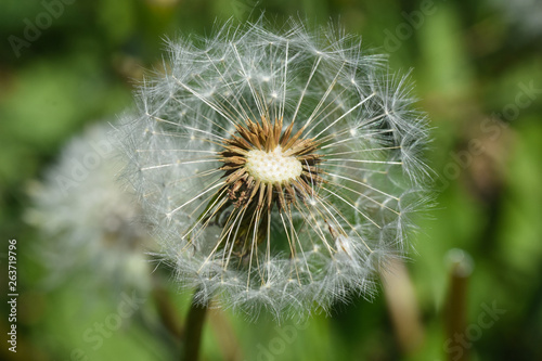 Dandelion  blowing ball. Bloomed dandelion seeds close up