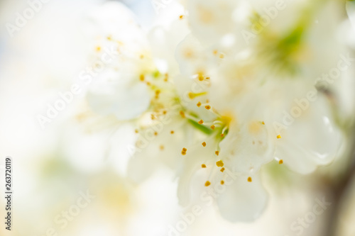 Beautifull white blossoming flower, shallow depth of field bokeh shot, fresh light spring background