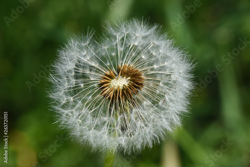 Dandelion  blowing ball. Bloomed dandelion seeds close up